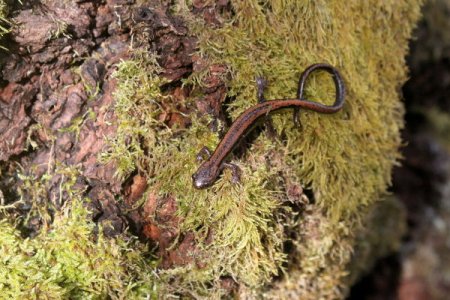 Salamandra rabilarga