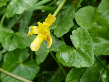 Ranunculus ficaria P1130003_1
