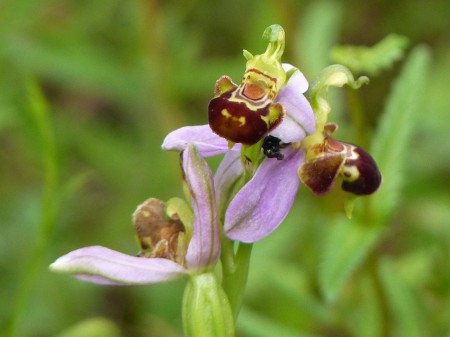 Ophrys apifera 307365_4784497 P1140248
