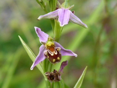 Ophrys apifera 307365_4784497 P1140254