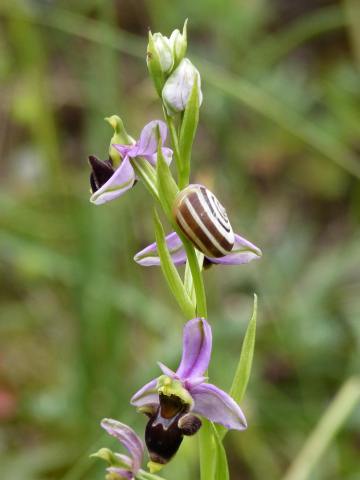 Ophrys scolopax_I 307379_4784488 P1140259_r1