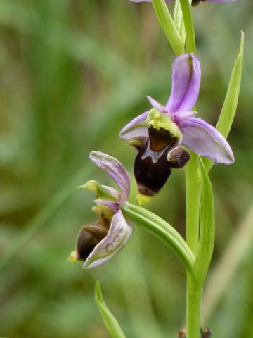 Ophrys scolopax_I 307379_4784488 P1140261_r1
