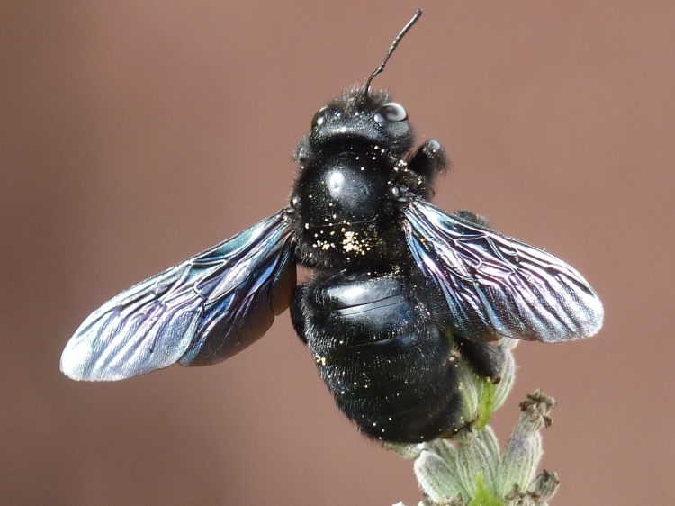 Abejorro carpintero (Carpenter Bee)