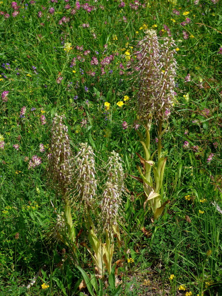 Conjunto de cinco Himantoglossum hircinum